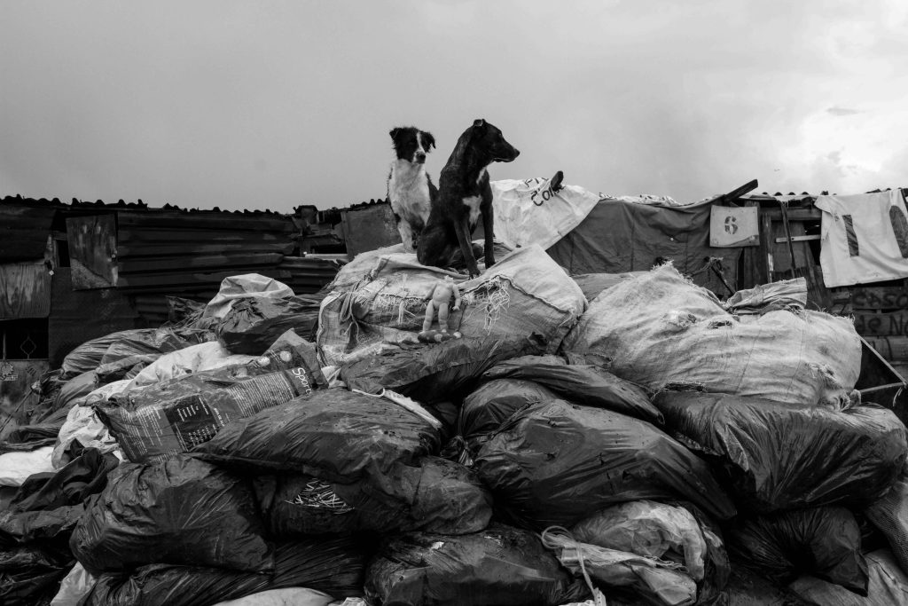 La vida en la basura 1