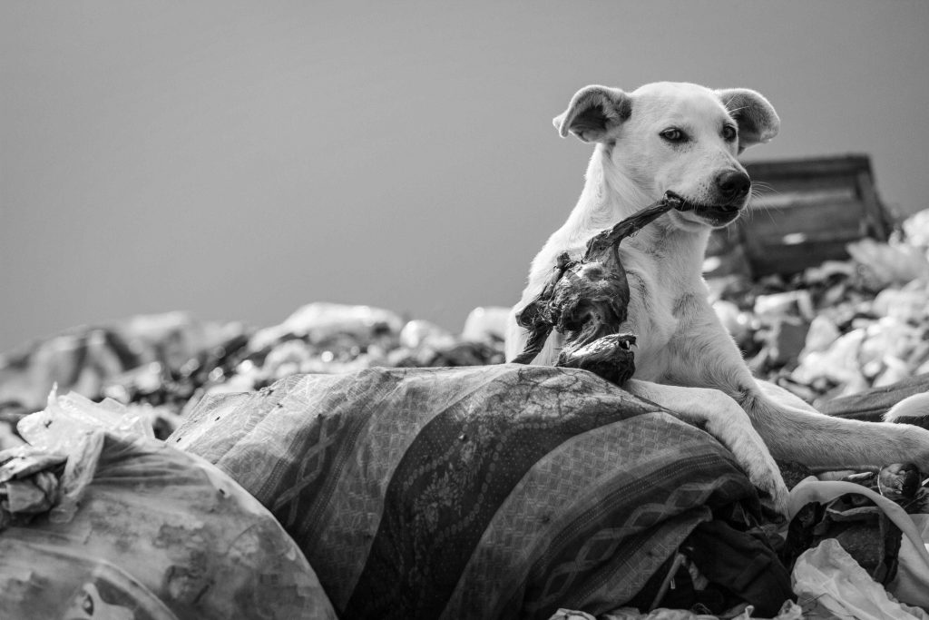 La vida en la basura 5