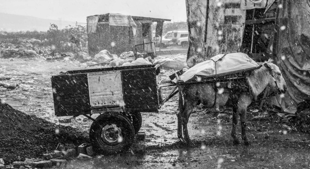 La vida en la basura 6